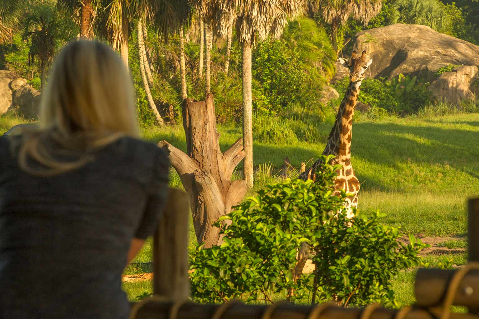L'arbre de la vie se trouve au-dessus de la station Disney's Animal Kingdom