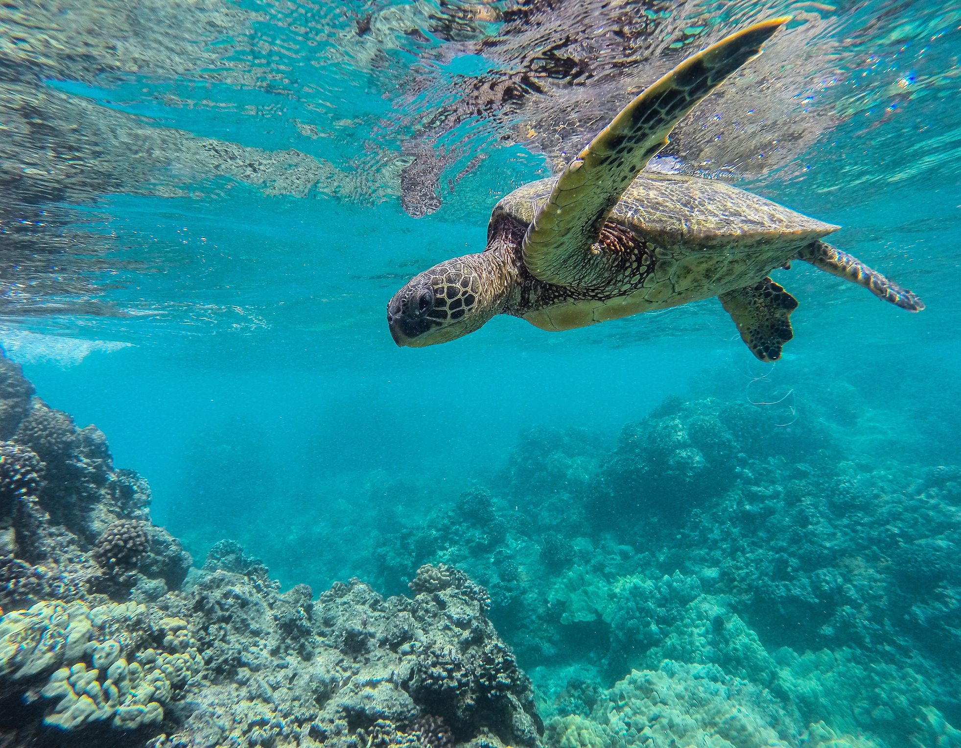 Grande tortue de mer sous l'eau