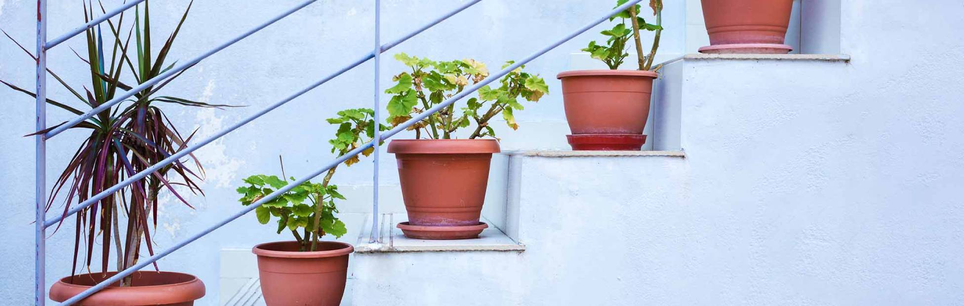 Image de cinq plantes en pot disposées l'une à la suite de l'autre sur les marches d'un escalier.