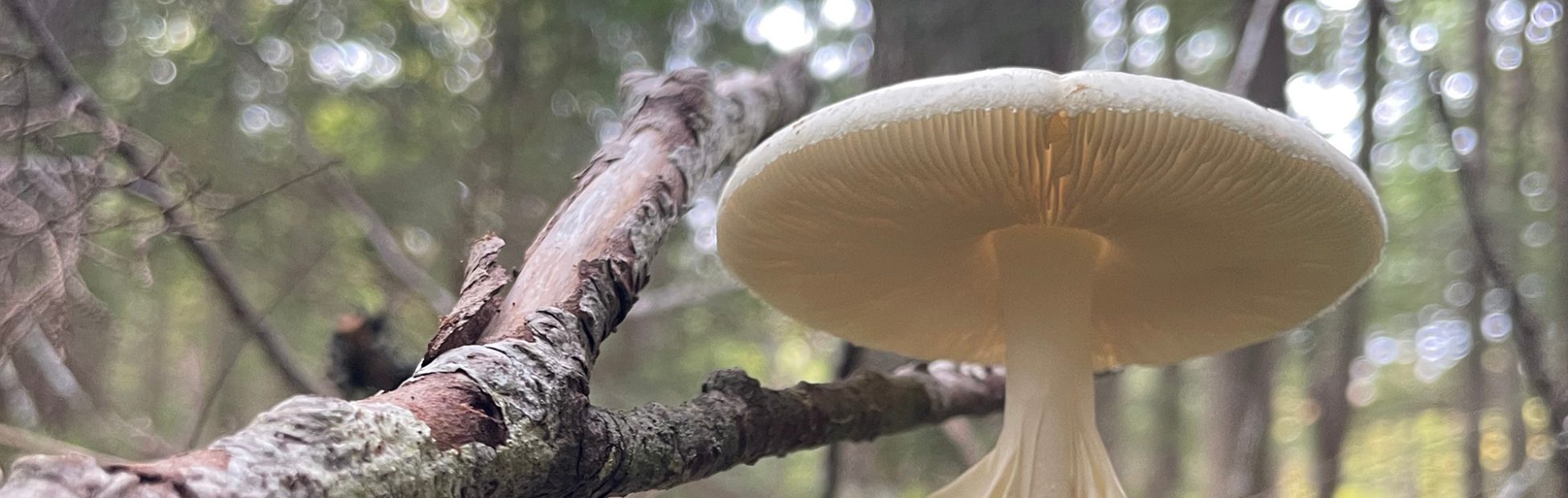 Image de champignon sauvage dans les bois