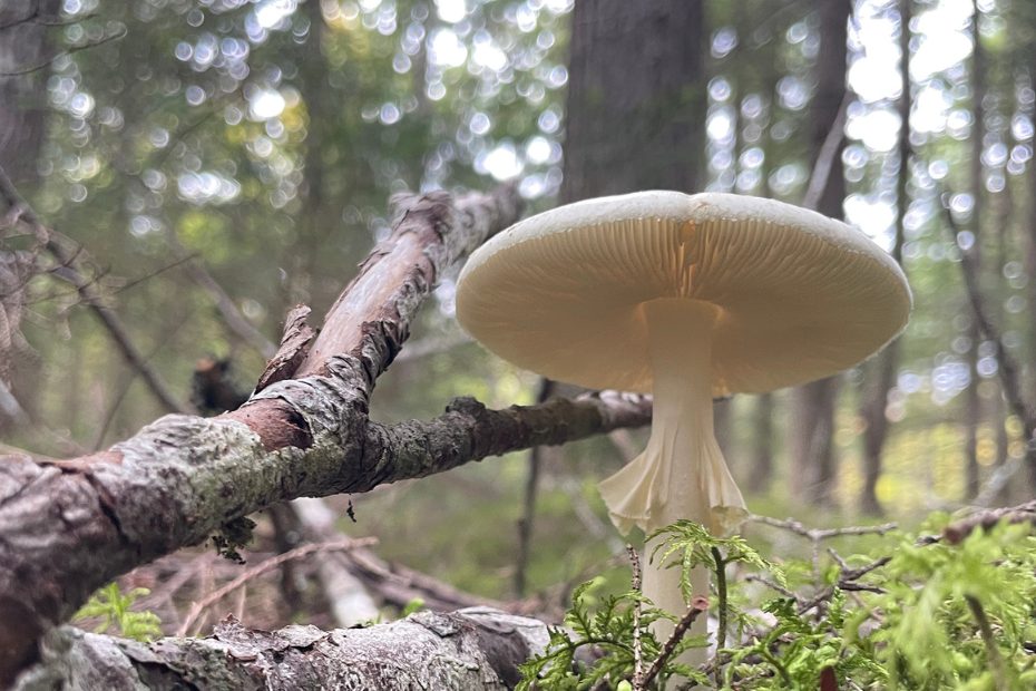 Image de champignon sauvage dans les bois