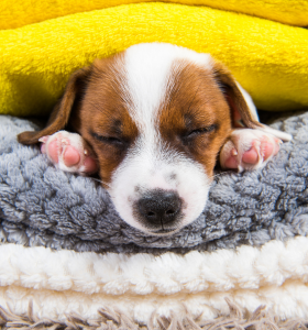 Chien qui dort